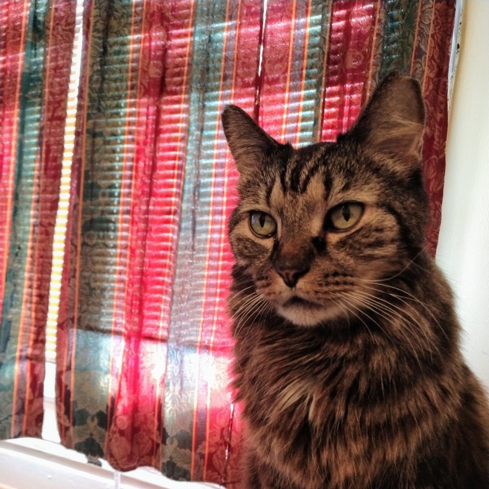 Meet your Posher, Jodi